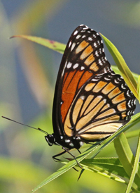 Viceroy